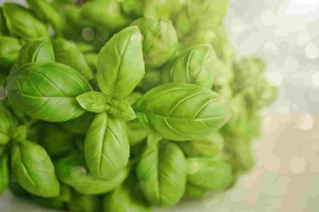 basil for immunity