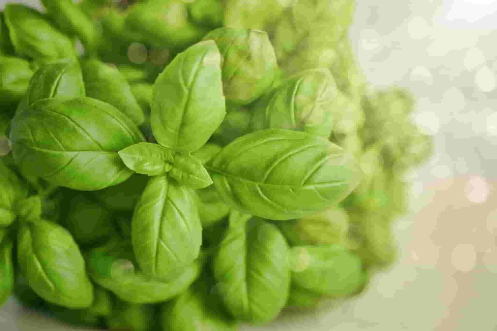 basil for headache