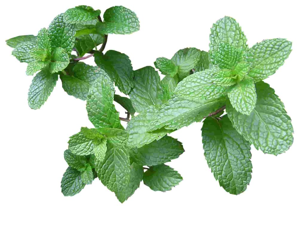 mint as home remedies for headache