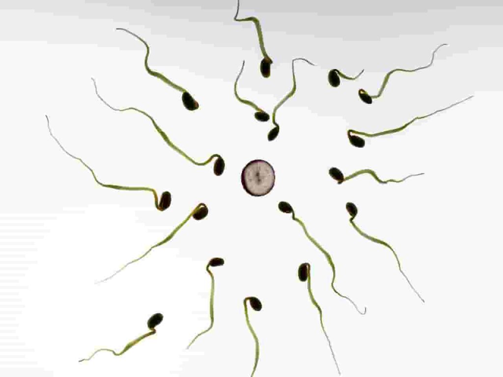 fertility